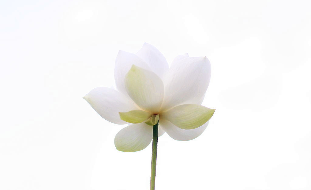 【我的美白心经】白成一朵白莲花!